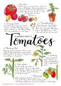 Growers guide to tomatoes